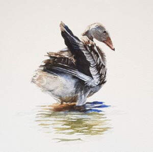 Greylag Watercolor by Måns Grebäck