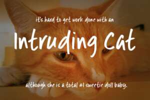 Intruding Cat Graphic