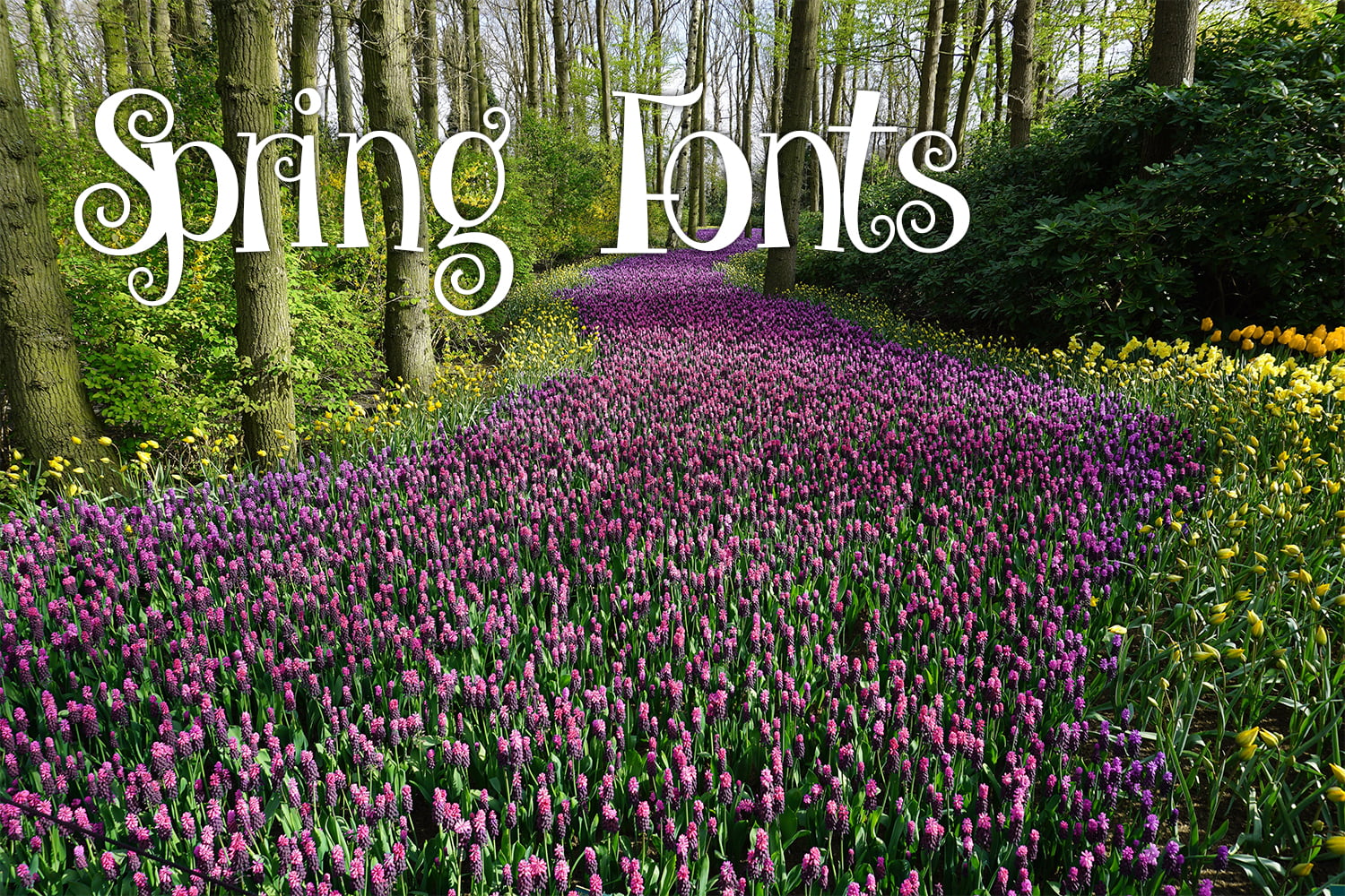 Fonts For Spring